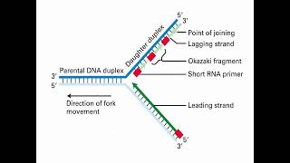 Process of DNA Replication and Synthesis [upl. by Assiron]