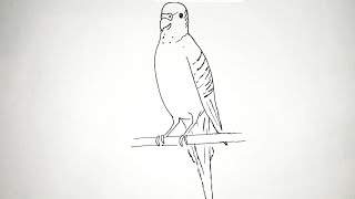 Kako nacrtati Papagaja TigricaHow to draw a Parrot Budgerigar SIMPLE🦜 [upl. by Schafer]