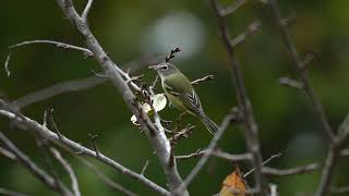 Alert Blueheaded Vireo [upl. by Nnylcaj]