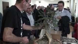 Arco Bonsai Demonstrators trees [upl. by Ididn]