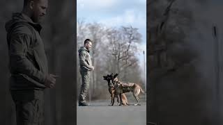 k9 dog dogsoftiktok tactical dogtrainer trending viralvideo [upl. by Hoffman]