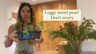 Pinching out my leggy sweet peas and propagating the tops [upl. by Htebezile]