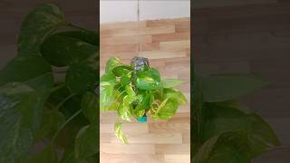 Planter Ideas from Plastic Bottle Hanging for Golden PothosMoney Plant moneyplantdecoration [upl. by Akihsal393]