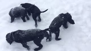 Spangold Retriever Puppies in the Snow [upl. by Ndnarb]