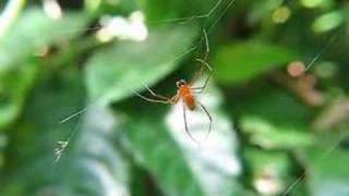 Male and Female Nephila  Argyrodes [upl. by Rivard]