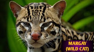 MARGAY WILD CAT [upl. by Seumas400]