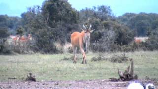 Africa largest antelope The Eland [upl. by Nilak82]