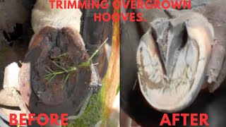 Farrier Hoof Restoration  Satisfying [upl. by Joseph]