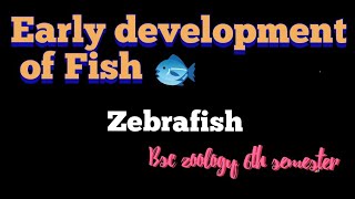 Early development of fish  Zebrafish development Vertebrates development Bsc zoology 6th sem [upl. by Dlorah]