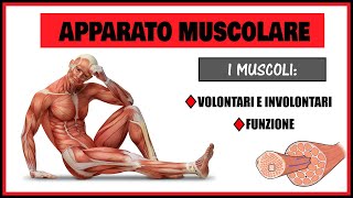 Corpo Umano  Apparato Muscolare I Muscoli  Riassunto e spiegazione semplice [upl. by Fortna]