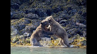 Grizzly Bear Fight PART 4 [upl. by Ahtela]