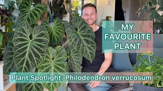 My Favourite Plant  Philodendron verrucosum  Plant Spotlight [upl. by Ssalguod899]