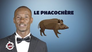 2 mn pour comprendre quotLE PHACOCHEREquot du 25 Juillet 2018 par Polus Agathon [upl. by Erna997]