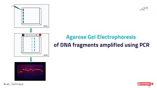 Agarose Gel Electrophoresis of DNA fragments amplified using PCR [upl. by Iolenta]