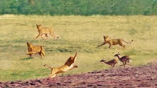 Impalas Try Jumping Over 7 Lions [upl. by Llerraf]