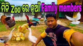 ମିନି ZOO ରେ ନୂଆ ମେମ୍ବର  ଶୁଆ ଥଣ୍ଟିଆ କୁକୁଡ଼ା  mini zoo Odisha  odia vlog  bird farm [upl. by Ardnaxela131]