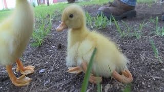 Ugly duckling Donald has 4 legs [upl. by Aggie]