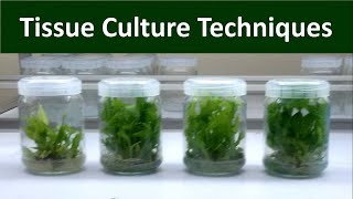 Techniques of Invitro Micro propagation  Tissue Culture [upl. by Eanwahs851]