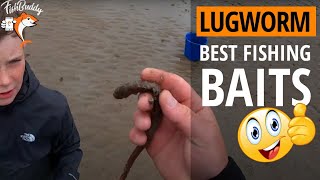 Lugworm Fishing Bait Pumping Lugworms  👉 How To Pump for Lugworm [upl. by Anihsak]