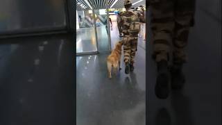 Airport Police Dog 🐕subscribe 🙏youtube funnydog [upl. by Lesde]