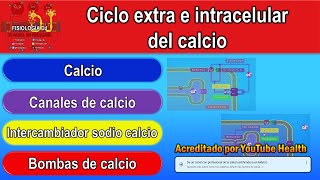 Metabolismo del Calcio Resumen 4 de 5 [upl. by Acirt937]