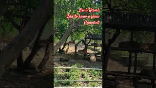 lion lionroar girnar parikrama tourism animals zoo tiger wildlife girnar junagadh jungle [upl. by Rann]