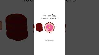 How Small Is Human DNA [upl. by Alverson]