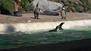 Fütterung der HumboldtPinguine im Zoo Neuwied [upl. by Meridith]