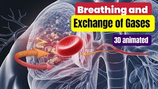 Breathing and Exchange of gases Class 11th biology [upl. by Yevette]