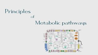 8 Principles of Metabolic Pathways  The BioChemistry Guide  2014 [upl. by Shelley]