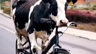 LIVE STREAM FUNNY VIDEO  The cows are amazing [upl. by Denice]