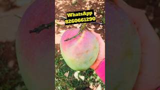 🥭 R2E2 Mango 🥭 bestmango mango farming [upl. by Yasui]