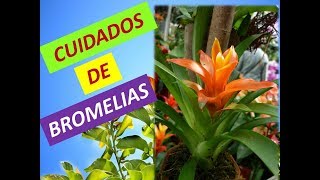 COMO Cuidar y reproducir BROMELIAS Bromeliaceae [upl. by Joycelin]