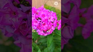 Phlox subulata Emerald Cushion  garden Flowers satisfying shorts nature [upl. by Senior]