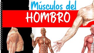 Músculos del Hombro  Fácil y didáctico [upl. by Abagael]