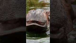 The Surprising Land Speed of Hippos animalfacts [upl. by Knoll716]