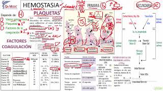 Hemostasia Fisiológica [upl. by Aletse698]