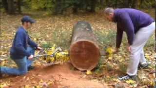 Mcculloch 549 two man chainsaw demo cut First time ran in over 50years [upl. by Nohsed]