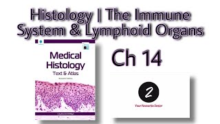 The Immune System amp Lymphoid Organs  Chapter 14  Histology  Laiq Hussain  Markings [upl. by Teilo]