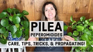 Pilea Peperomioides Plant Care Tips Tricks amp Propagating [upl. by Eveleen]