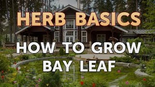 How to Grow Bay Leaf [upl. by Niak951]