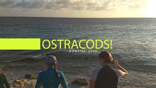 Bonaire 2020  Ostracodsduik bij Webers Joy [upl. by Tehc]