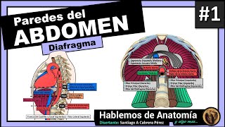 🔴👉ANATOMIA DEL ABDOMEN  PAREDES 1ra Parte [upl. by Seel]