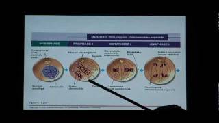 Biology Help Biology 123 Chapter 8 Mitosis and Meiosis [upl. by Sheryl]