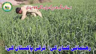 Rouging in wheat crop at as Agro farm FAISALABAD wheat agriculture dbw303 asagro voiceofkisaan [upl. by Waddell]