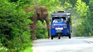 The elephant of Kataragama is ready to trouble many vehicles [upl. by Attenahs33]