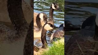 🔥Beautiful Canada goose 美丽的加拿大雁等食物（就是加拿大鹅）羽毛真漂亮🔥So lovely🌹卡尔加里市 Canadagoose wildanimals shorts [upl. by Sylram939]