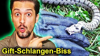 Was passiert wenn Dich Deutschlands giftigste Schlange beißt [upl. by Chick]