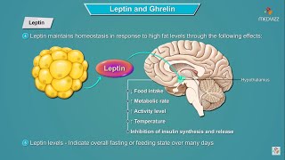 Leptin and Ghrelin hormones mechanism of action  Physiology  USMLE Step 1 [upl. by Lock]