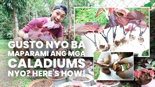 HOW TO PROPAGATE CALADIUMS  CARE TIPS [upl. by Asta]